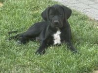 Wunderschöne schwarze Doggen Welpen