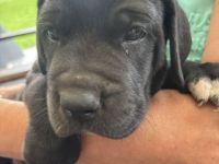 Wunderschöne schwarze Doggen Welpen