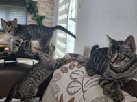 Europäische Kurzhaar Kitten zu verkaufen.