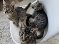 Europäische Kurzhaar Kitten zu verkaufen (4 Monate alt)