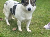 Felix - Rüde - geb. 02/2021 - 40 cm