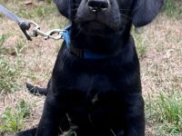 Labradoodle-Welpen, Medium, in pflegeleichtem Kurzhaar-Look