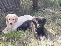 Labradoodle-Welpen, Medium, in schickem Kurzhaar-Look