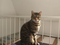 Liebevoller reinrassiger Bengal Kater sucht neues Zuhause