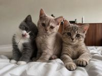 Wunderschöne Britisch Kurzhaar & Britisch Kurzhaar Mix Kitten suchen ein liebevolles Zuhause