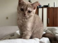 Wunderschöne Britisch Kurzhaar & Britisch Kurzhaar Mix Kitten suchen ein liebevolles Zuhause
