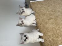 Reinrassige BKH Kitten mit blauen Augen