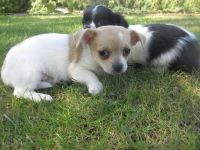 Chihuahua Welpen