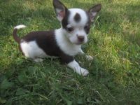 Chihuahua Welpen