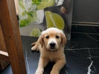 Golden Retriever Welpen 9.5