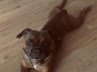 Französische Bulldogge Pocket old englisch Bulldogge