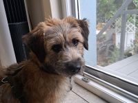 Penny, kleine Mischlingshündin, sucht ihr Zuhause