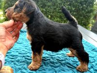 Welsh Terrier Welpen (FCI)