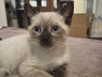 Zauberhafte Siam BKH Kitten