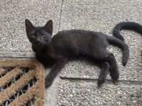 🐱 Süßes Kätzchen sucht ein liebevolles Zuhause 🏡❤️