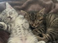 BKH Kitten