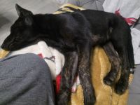 Malinois Hündin 18 Wochen
