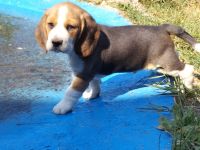 knuffige reinrassige tricolor Beagle Welpen suchen ab dem 28.August eine liebes neues zu Hause