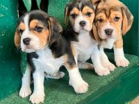 knuffige reinrassige tricolor Beagle Welpen suchen ab dem 28.August eine liebes neues zu Hause