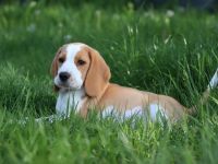 knuffige reinrassige bicolor Beagle Welpe 10 Wochen alt sitzt auf den gebackten Koffer