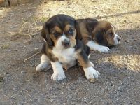 knuffige reinrassige tricolor Beagle Welpen suchen ab dem 14.August eine liebes neues zu Hause