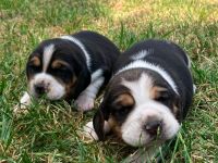 knuffige reinrassige tricolor Beagle Welpen suchen ab dem 28.August eine liebes neues zu Hause