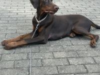 Dobermann hündin