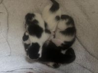 4 süße Katzenkinder suchen Ende August ein liebevolles Zuhause