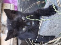 Wunderschöne Katzenbabys