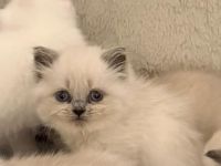 BKH Kitten