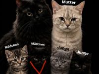 Zuckersüße BKH-Perser-Mix Kätzchen & liebevolle Katzenmama suchen ein neues Zuhause!