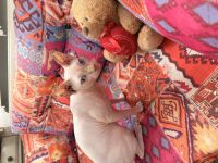 Charmanter Sphynx-Deckkater