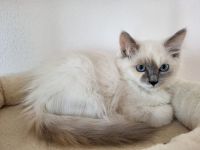 Ragdoll Kitten suchen ihr neues Zuhause – sofort auszugsbereit