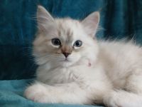 Ragdoll Kitten suchen ihr neues Zuhause – sofort auszugsbereit