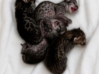 Rassetypische Savannah Kitten