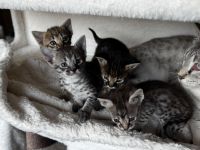 Rassetypische Savannah Kitten