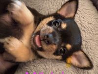 Chihuahua Welpe Weibchen