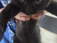 Schwarzes Kitten abzugeben