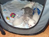 BKH Kitten