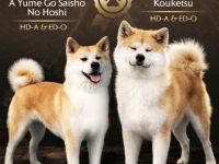 AKITA INU – FCI-Wurf
