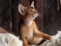 Bezaubernde Aby-Kitten mit Ahnentafel