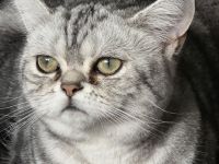 Liebevolle BKH-Katze Fluffy sucht ein neues Zuhause ❤️