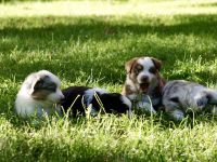 Mini Australian Shepherd Welpen suchen neue Familien