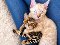 Wunderschöne Bengal Kitten mit erstklassigem Stammbaum