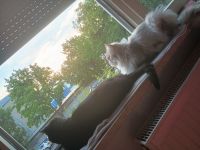 Perser mix