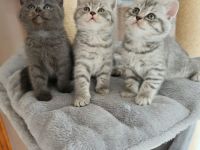 Britisch Kurzhaar Kitten