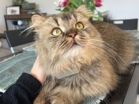 Britisch Langhaar BLH Katze kinderfreundlich