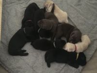 Labrador Welpen