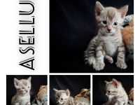 snow Bengal Kater Katze nach Sternen benannt mink 6 Kitten mit Stammbaum Gesundheitsvorsorge