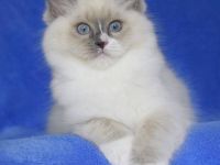 Ragdollkitten